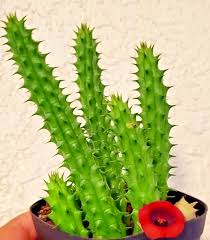 Image result for Huernia