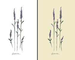 Lavender Simple Line Drawings Botanical Drawings Lavender