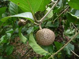 Image result for Sarcocephalus