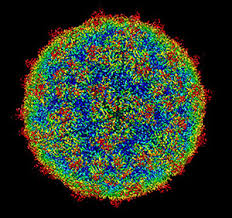 Rhinoviruses can infect ciliated cells in the nasal epithelium but may also infect other nasal cells. Rhinoviren Krankheitserreger Vorkommen Krankheiten Beschwerden Krank De