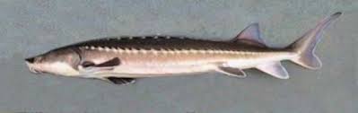 Populations of white sturgeon (acipenser transmontanus) are in decline in north america. White Sturgeon Mexico Fish Birds Crabs Marine Life Shells And Terrestrial Life