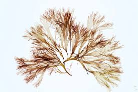 Image result for Merremia palmata