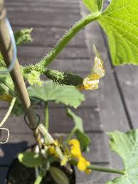Image result for female flowers cucumber