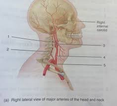 The arteries of the head and neck. 8 Right Lateral View Of Major Arteries Of The Head And Neck Diagram Quizlet