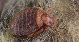 Bed bugs are insects in the family cimicidae. Return Of The Bed Bug Science News For Students