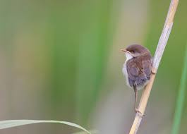 Image result for Canscora kirkii