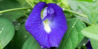 Jangkitan helmintik adalah sejenis jangkitan cacing di mana badan akan dijangkiti dengan cacing parasit. 9 Manfaat Bunga Telang Yang Ampuh Usir Banyak Penyakit