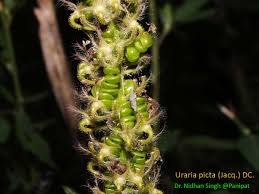 Image result for Uraria