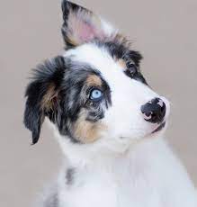 My Blue Merle Tri Border Collie Puppy Blue Merle Border Collie Merle Border Collie Border Collie