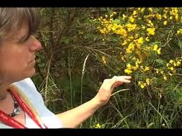 Broom bush may refer to: Scotch Broom Youtube