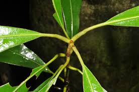 Image result for Actinodaphne