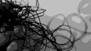 Bildergebnis für Maria Laet