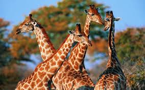 Check spelling or type a new query. Giraffe Desktop Background Group 81