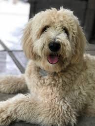 The double doodle is a mixed breed that comes from two other mixed breeds: The Paw Pad Doodles