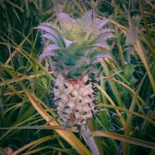 Mengunyah beberapa buah nenas batu adalah sihat untuk pesakit kencing manis. Nenas Batu Fresh Segar Dari Kebun Shopee Malaysia