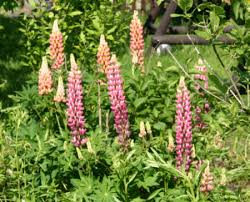 Giftige plantensoorten die niet in warenwetproducten mogen worden verwerkt, staan genoemd. Lupinen Medienwerkstatt Wissen C 2006 2021 Medienwerkstatt