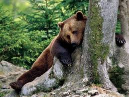 Where bear wants to come along to holland, even just to stay in a hotel room, and would like to ask the birds how to fly above the white blanket… Brown Bear Wallpapers Wallpaper Cave