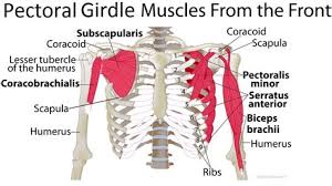 We did not find results for: Posterior Pectoral Girdle Shefalitayal