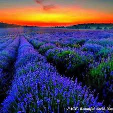 Blue Is Magical Sunset Beautiful Photos Of Nature Lavender Fields Flower Field