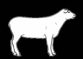 Code of Practice for the Care and Handling of Sheep