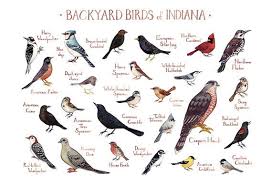 Birds Native To Pennsylvania Pin By Kristyna V On Birds In 2020 Backyard Birds Missouri Birds Birds