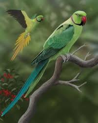 Green Bird With Red Ring Around Neck Rose Ringed Parakeet Parakeet Ring Necked Parakeet Beautiful Birds