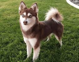 They come in three different sizes. One Year Full Of Dogs 365 Hunde In 365 Tagen 9 Alaskan Klee Kai Wattpad