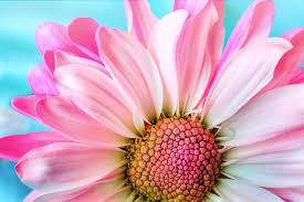 Click image to get full resolution. 3 000 Beautiful Hd Flower Wallpapers Pixabay
