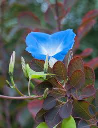 Image result for Ipomoea oenotherae