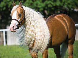 A new hair weave is a great way to mix up your style, and give your look a new bit of flair. 10 Smartest Horse Mane Braiding Ideas Hairstylecamp