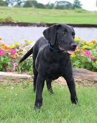 Bailey is the pup you want! Black Female Akc Registered British Labrador Retriever Labrador Puppies For Sale Labrador Labrador Puppy