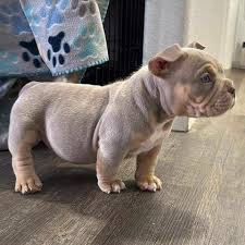 Adorable pit bull puppies Near me