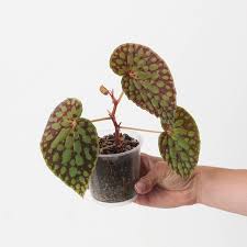 Image result for Begonia subscutata