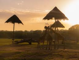 With three types of accommodation offerings available, you can create a unique holiday experience that meets your. Zoofari Lodge At Taronga Western Plains Zoo Our Family Review