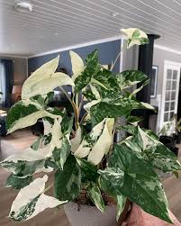 Image result for Syngonium podophyllum