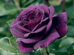The Purple Rose Rose Seeds Purple Roses Wallpaper Fragrant Roses
