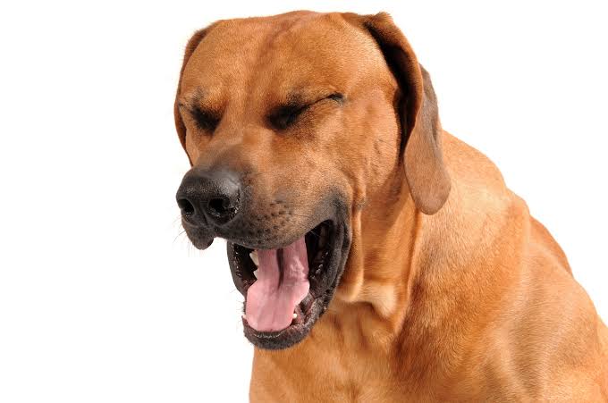Resultado de imagen para cough dogs"