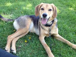 Beagle Shep (Beagle and German Shepherd)