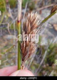 Image result for Tetraria