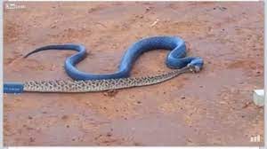 Texas Blue Indigo Snake Feeds On Rattlesnakes Blue Awesomeness Snake Lizard Rattlesnake