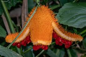 Image result for Momordica foetida