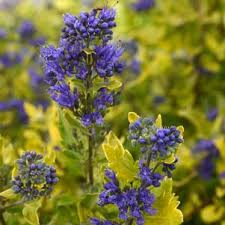 Image result for Caryopteris odorata