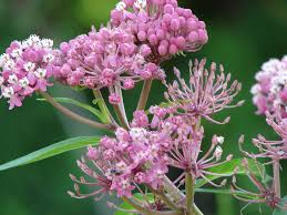 Image result for Stadmannia