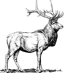 Here is a collection of deer coloring pages of different species of deer. Realistic Deer Coloring Page