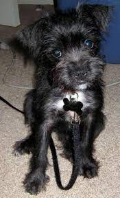 Boston Terrier Miniature Schnauzer Cross Chihuahua Mix Puppies Terrier Mix Schnauzer Mix