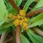 Image result for Flaveria trinervia