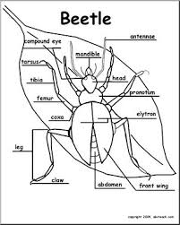 I have worked in a lot of nursing fields. Animal Diagrams Beetle Labeled Parts Abcteach