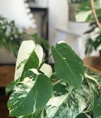 Monstera Acuminata Variegata Monsteraacuminata Plant Leaves Plants Monstera