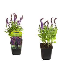 Erfahren sie alles über den anbau von salvia officinalis im kräutergarten. Garten Salbei Steppen Salbei 9 Cm Dehner