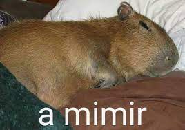 Silvia y mario leather factory do you glove experts agree, that carpincho is better than peccary? Atenea On Twitter Carpincho Says A Mimir